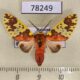 78249p Arctiidae Amaxia carinosa Panama $13