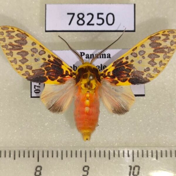 Arctiidae Amaxia lepida Panama