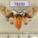 78250p Arctiidae Amaxia lepida Panama $12