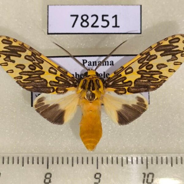 Arctiidae Amaxia pandama Panama