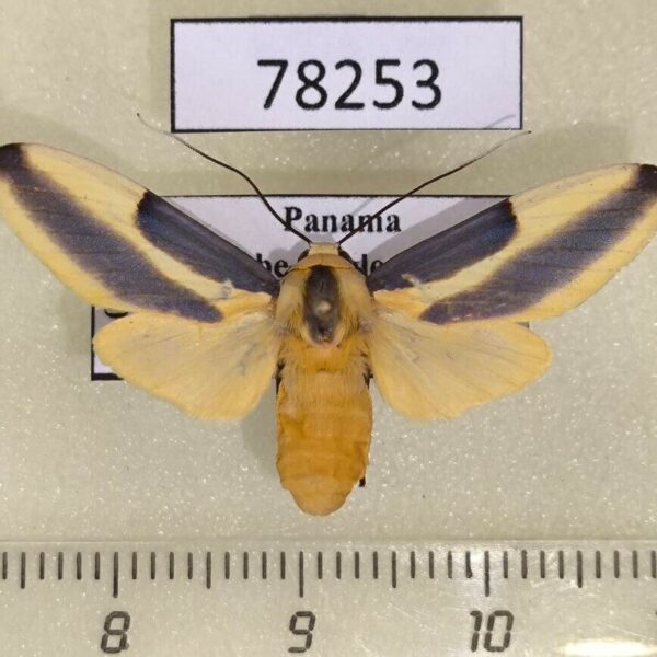 Arctiidae Sutonocrea reducta f Panama