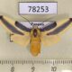 78253p Arctiidae Sutonocrea reducta f Panama $20