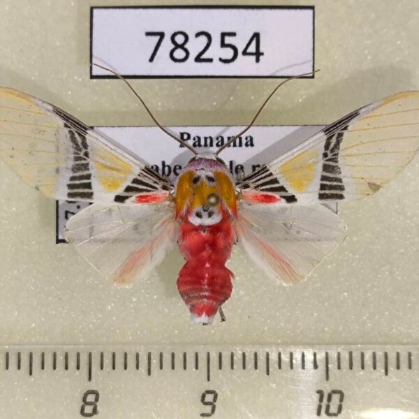 Arctiidae Idalus carinosa Panama