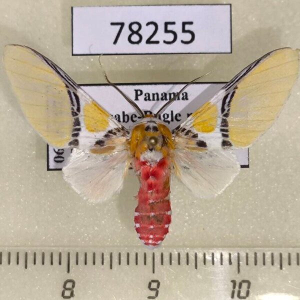 Arctiidae Idalus critheis Panama