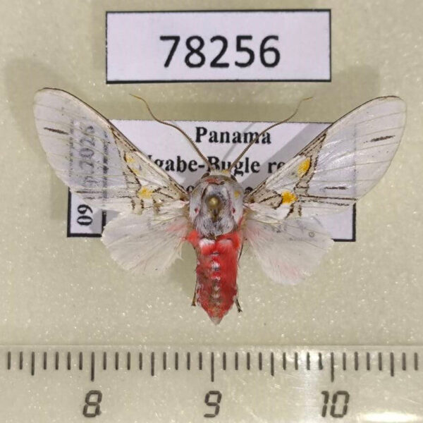 Arctiidae Idalus crinis Panama
