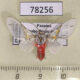 78256p Arctiidae Idalus crinis Panama $14