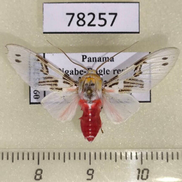 Arctiidae Idalus dares Panama