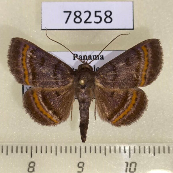 Noctuidae Antiblemma sp. Panama
