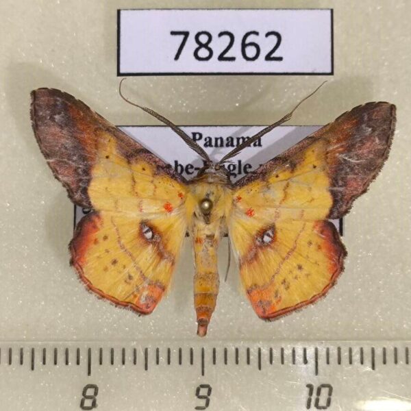 Noctuidae Cryptochrostis crocea Panama