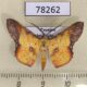 78262p Noctuidae Cryptochrostis crocea Panama $10