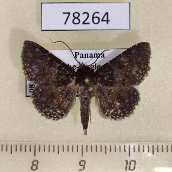 Noctuidae Antiblemma penelope Panama