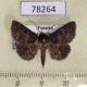 78264p Noctuidae Antiblemma penelope Panama $12