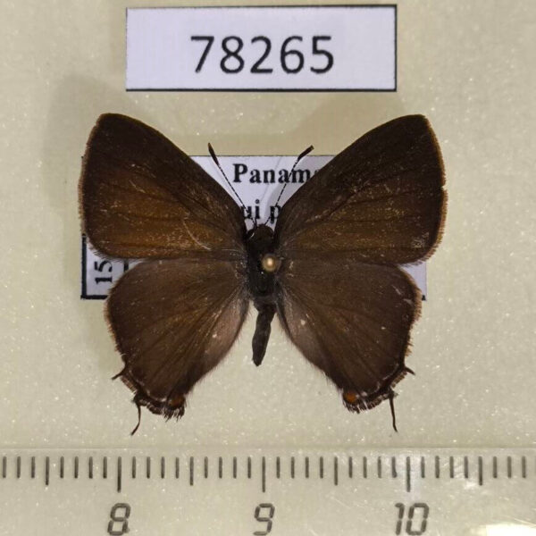 Lycaenidae Arzecla sp. sethon Panama