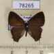 78265p Lycaenidae Arzecla sp. sethon Panama $5