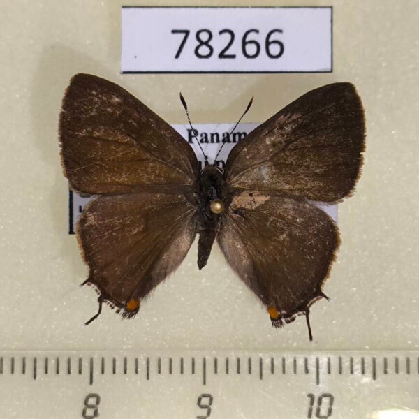 Lycaenidae Arzecla sp. sethon Panama