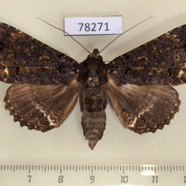 Noctuidae Pseudbarydia crespula Panama