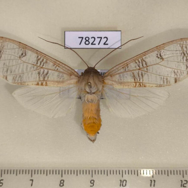 Arctiidae Elysius polystrigata Panama