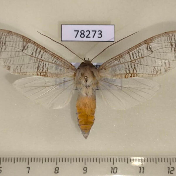 Arctiidae Elysius polystrigata Panama