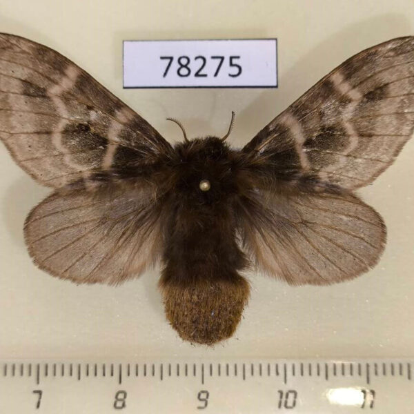 Lasiocampidae sp. f Panama