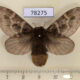 78275p Lasiocampidae sp. f Panama $40