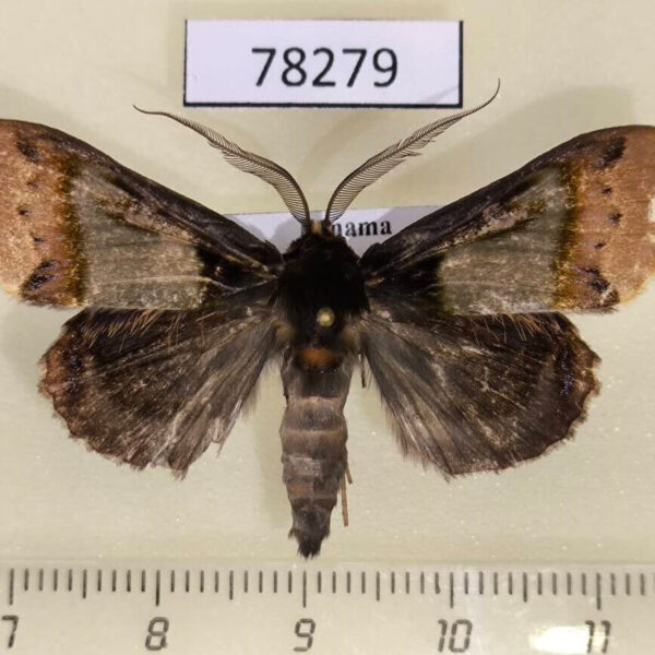 Noctuidae Ceroctena amynta Panama