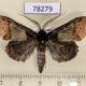 78279p Noctuidae Ceroctena amynta Panama $8