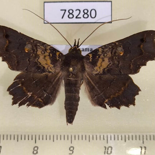 Noctuidae Euclystis sp. Panama