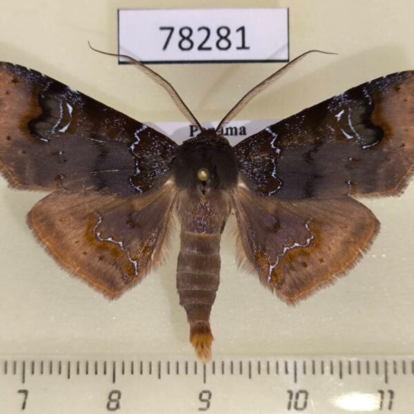 Noctuidae Empelathra amplificans Panama