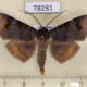 78281p Noctuidae Empelathra amplificans Panama $18