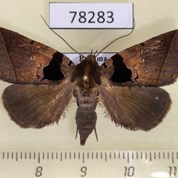 Noctuidae Athyrma tuberosa Panama