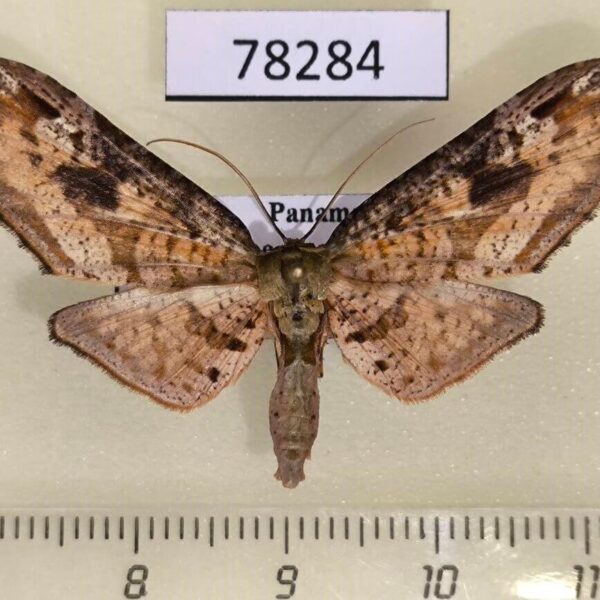 Thyrididae Zeuzerodes caenosa Panama
