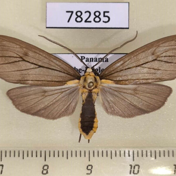 Arctiidae Opharus basalis Panama
