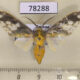 78288p Arctiidae Castrica phalaenoides Panama $13