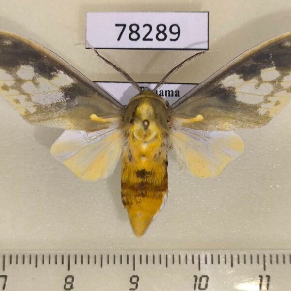 Arctiidae Castrica phalaenoides Panama