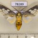 78289p Arctiidae Castrica phalaenoides Panama $18
