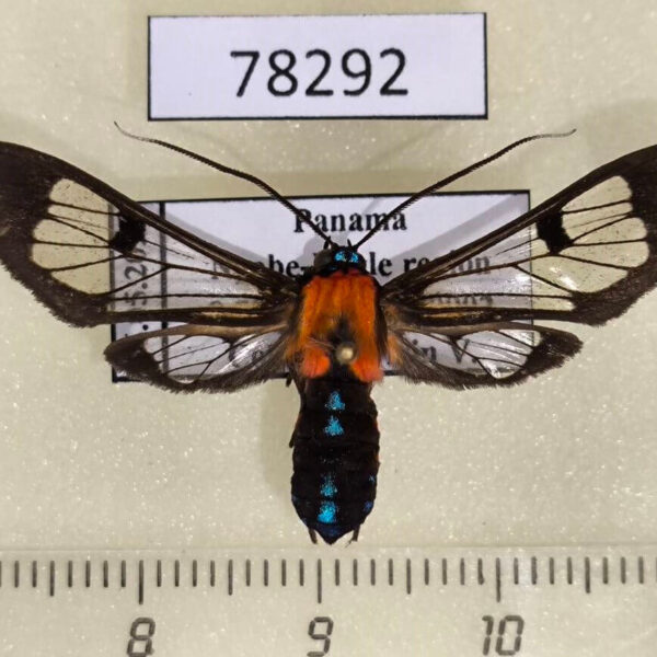 Arctiidae Cosmosoma impar Panama