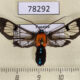 78292p Arctiidae Cosmosoma impar Panama $10