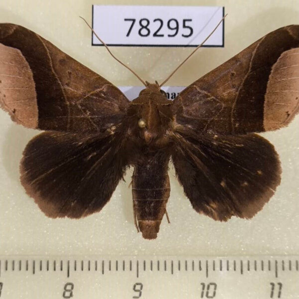 Noctuidae Pseudophisma aeolida Panama