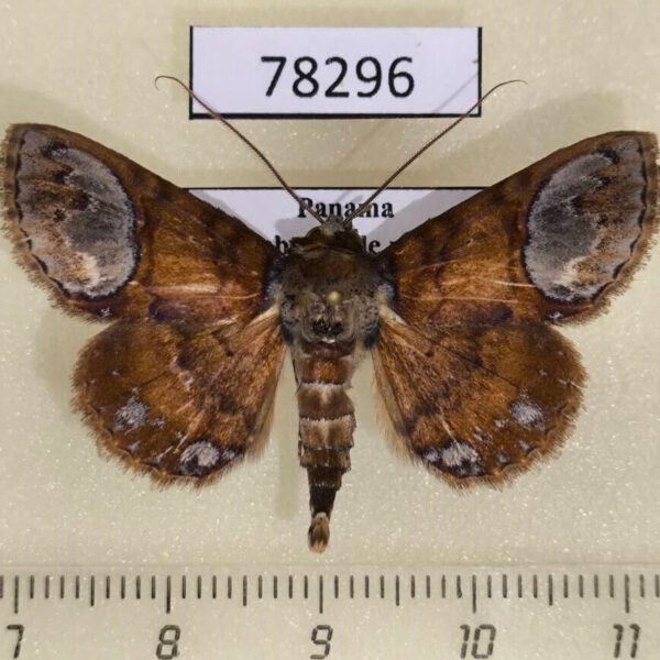 Noctuidae Antiblemma neptis Panama