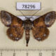 78296p Noctuidae Antiblemma neptis Panama $18