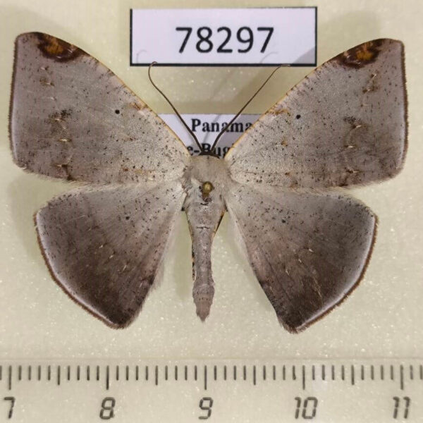 Geometridae Herbita cyclopeata Panama