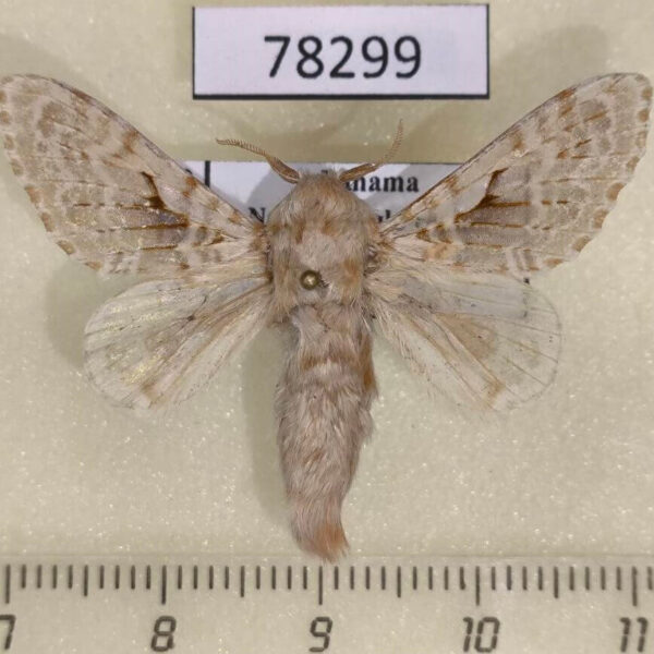 Lasiocampidae Titya synoecura Panama