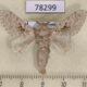 78299p Lasiocampidae Titya synoecura Panama $15