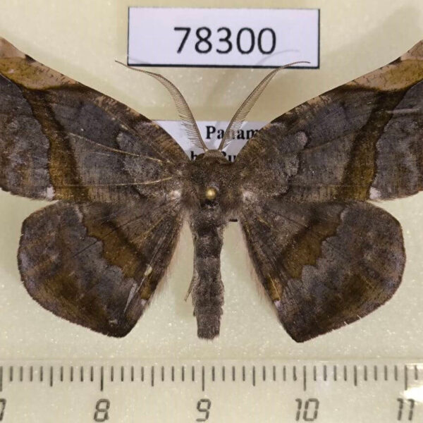 Geometridae Hygrochroma olivinaria Panama