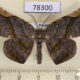 78300p Geometridae Hygrochroma olivinaria Panama $9