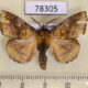 78305p Apatelodidae Zanola verago Panama $6