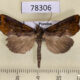 78306p Noctuidae Plusiodonta incitans Panama $5