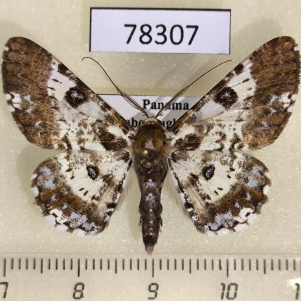 Geometridae Iridopsis validaria Panama