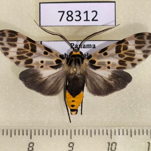 Arctiidae Heliura thysbodes  Panama