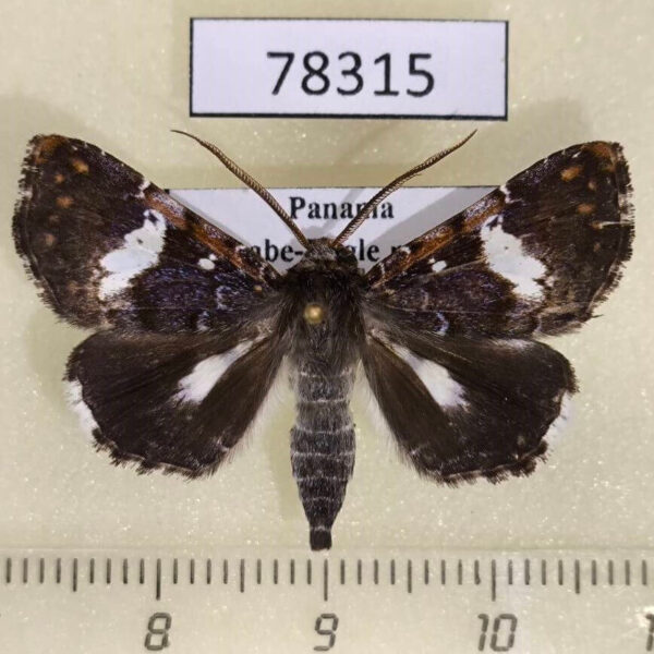 Noctuidae Pseudogerespa usipetes Panama